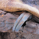 Image for article titled Archaeologists Have Dig Licenses Revoked After "Million Mummies" Claim